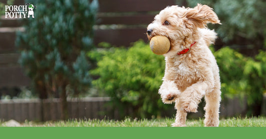 A fluffy puppy runs through a back yard with a ball in their mouth