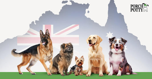 Top 15 Easiest Dog Breeds to Potty Train in Australia