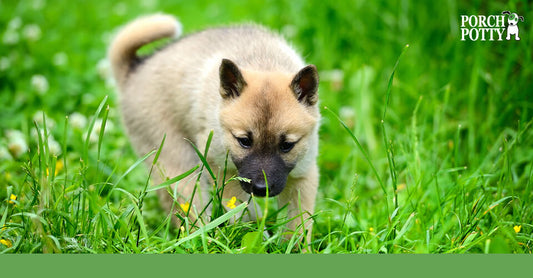 Small tan puppy sniffing the grass in a lush green outdoor area.