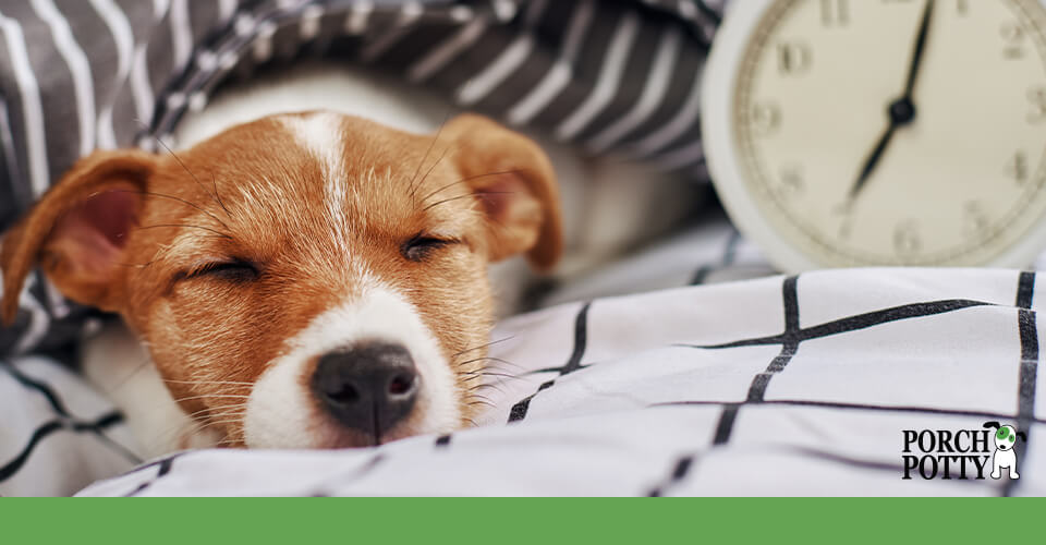 Potty training puppy overnight sale
