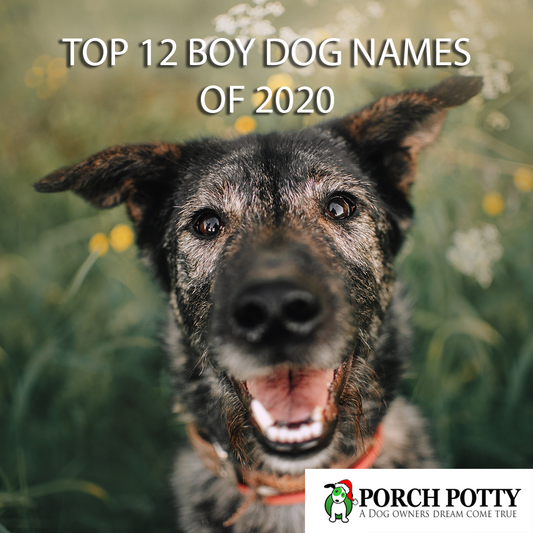 12 Top Boy Dog Names of 2020