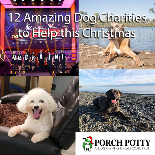 12 Amazing Dog Charities to Help this Christmas