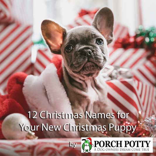 12 Christmas Names for Your New Christmas Puppy