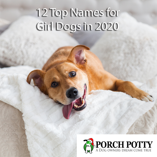 12 Top Names for Girl Dogs in 2020