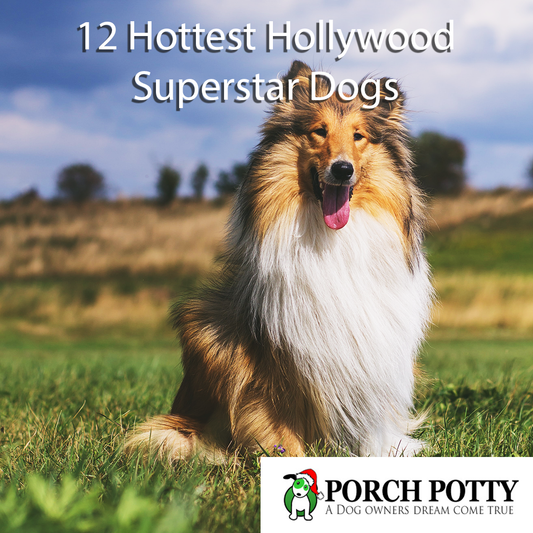 12 Hottest Hollywood Superstar Dogs