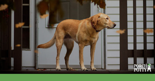 A copper dog stands on a porch in windy weather