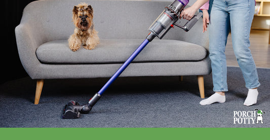 A fluffy dog sits on a grey couch and watches as his owner vacuums the carpet