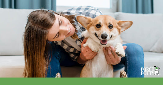 A Corgi cuddles with its owner after good behaviour