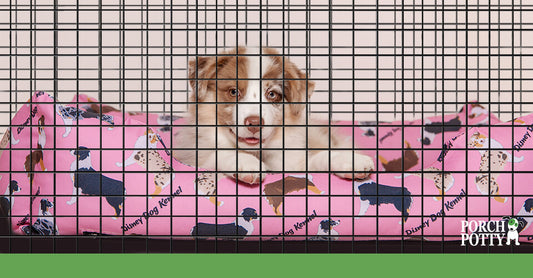 A sweet Australian Shepherd curls up in her crate with her pink blanket