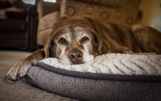 How To Support Your Aging Dog