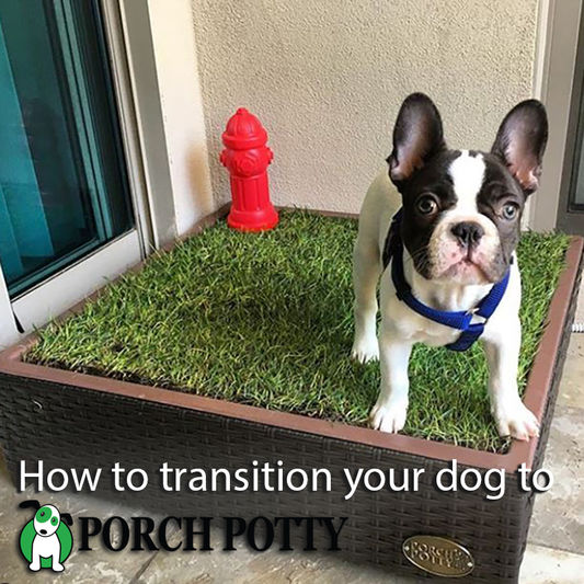 How to transition your dog to Porch Potty