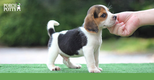 A baby Beagle puppy stands on artificial turf