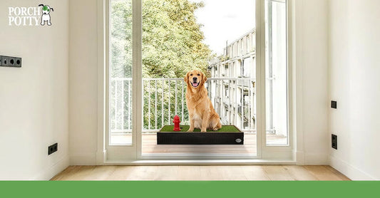 Golden retriever using Porch Potty on apartment balcony in Australian home