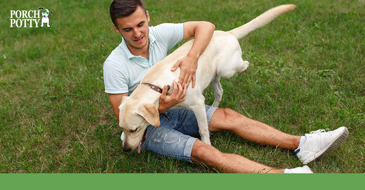 A yellow Labrador Retriever gets pets from its owner