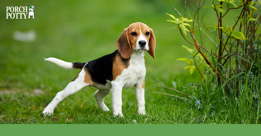 A Beagle puppy stands outside in its yard