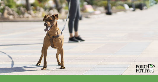 A tan dog takes a walk on a hot day