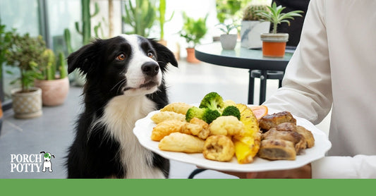A dog fixated on a plate of fried foods, vegetables, and meats held at a table.