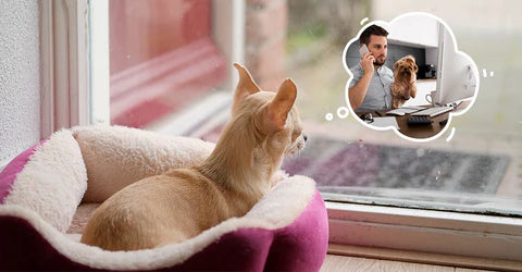 Does Your 9 To 5 Need A Change Of Pace? Bring Your Dog To Work!